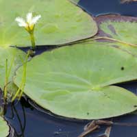 a water lily at a fresh water pond near Mombasa, Nymphaea sp., photo © Michael Plagens