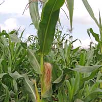 Corn, Maize, Zea mays, in Kenya, photo © Michael Plagens