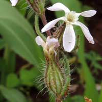 Silene, in Kenya, photo © Michael Plagens