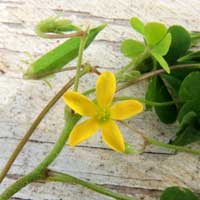 Yellow flower of Creeping wood-sorrel, in Kenya, photo © Michael Plagens