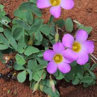 Oxalis obliquifolia photo © Michael Plagens