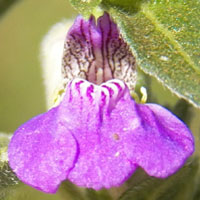 two-lipped flowers of Justicia from Kenya, photo © Michael Plagens