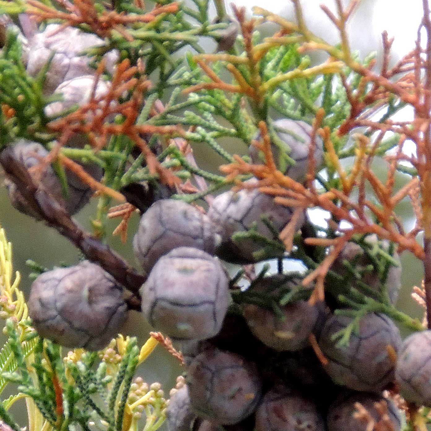 Mature cones of Mexican Cypress, Cupressus lusitanica, photo © Michael Plagens