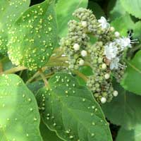 Large-leafed Cordia, Cordia africana, photo © Michael Plagens