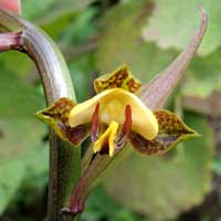 Terestrial Orchid, Eulophia, photo © Michael Plagens