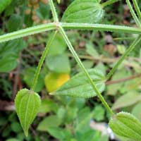 Common Madder, Rubia cordifolia, Kenya, photo © Michael Plagens