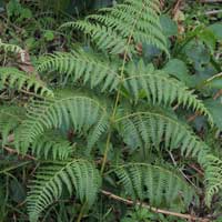 Bracken Fern, Pteridium aquilinum, photo © Michael Plagens