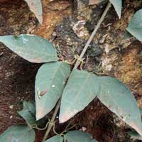 Cats Claw Creeper, Dolichandra unguis-cati, from Kenya photo © Michael Plagens