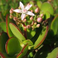 Crassula ovata photo © Michael Plagens