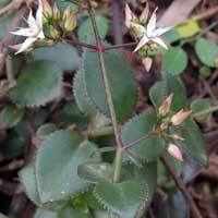 Crassula sarmentosa photo © Michael Plagens