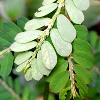 Phyllanthus in Nairobi, Kenya, photo © Michael Plagens