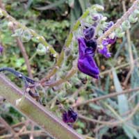 A vine-like mint, Plectranthus, photo © Michael Plagens