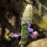 a Plectranthus from Nairobi area, photo © Michael Plagens