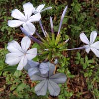 Plumbago photo © Mike Plagens