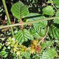 Pupalia lappacea, Amaranthaceae, photo © Michael Plagens