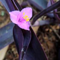 Tradescantia pallida photo © Michael Plagens