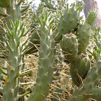 spiny cactus, Opuntia exaltata, photo © Michael Plagens