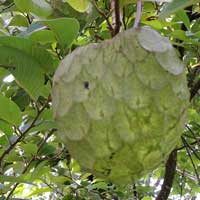 Cherimoya, Annona cherimola, photo © Michael Plagens