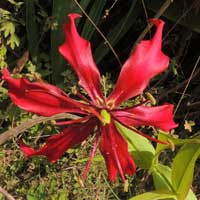 Gloriosa superba, photo © Michael Plagens