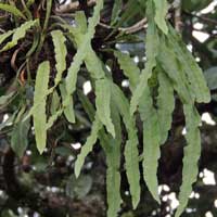 An epiphytic fern, Lepisorus sp, photo © Michael Plagens