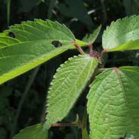 Acalypha used as leafy vegetable from Kenya, photo © Michael Plagens