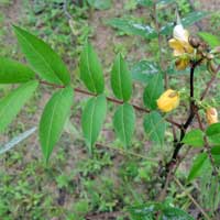 Senna occidentalis photo © Michael Plagens