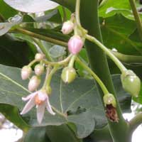 Tree Tomato, Solanum betaceum, photo © Michael Plagens