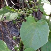 Cissus populnea from Kenya, photo © Michael Plagens