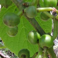 Cissus populnea from Kenya, photo © Michael Plagens