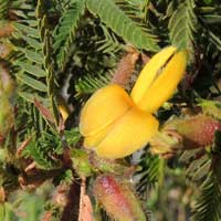 Pith Tree, Aeschynomene elaphroxylon, photo © Michael Plagens