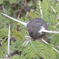 Whistling Thorn, Acacia drepanolobium, photo © Michael Plagens