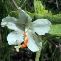 Hibiscus flavifolius photo © Michael Plagens