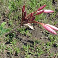 Crinum macowanii, photo © Michael Plagens