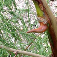 Asparagas flagellaris, photo © Michael Plagens