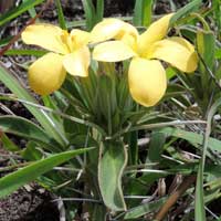 a low-growing spiney shrub, Barleria sp. from Kenya, photo © Michael Plagens