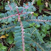 Leaf-Flower