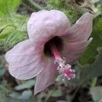 flower of Urena lobata, Kenya, photo © Michael Plagens