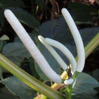 Wild Piper, Piper umbellatum, photo © Mike Plagens