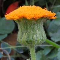 a orange-flowered ragwort, Crassocephalum vitellinum, photo © Michael Plagens