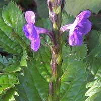 Blue Porterweed, Stachytarpheta jamaicensis, photo © Michael Plagens