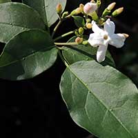 Forest Jasmine, Jasminum abyssinicum from North America in Kenya, photo © Michael Plagens