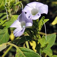 acanthaceae from Kakmega, Kenya, photo © Michael Plagens