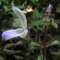 forest acanthaceae, Brillantaisia kirungae ?, from Kenya, photo © Michael Plagens