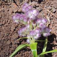 Floscopa glomerata in Kenya, photo © Michael Plagens