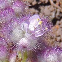 Floscopa glomerata in Kenya, photo © Michael Plagens