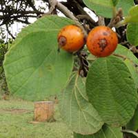 Sandpaper Tree, Cordia monoica, photo © Michael Plagens