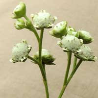 an exotic invasive composite, Parthenium hysterophorus, photo © Michael Plagens