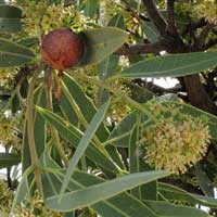 Boscia species in Kenya, photo © Michael Plagens