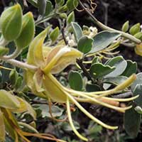 Cadaba caper in Nairobi, Kenya, photo © Michael Plagens