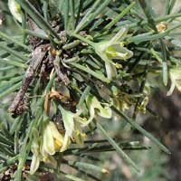 inflorescence of Asparagus africanus photo © Michael Plagens